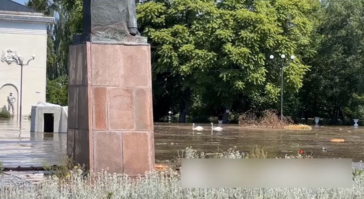 Лебеди плавают у здания ДК Новой Каховки. 6 мая 2023 г.